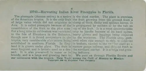 Stereo Foto Florida USA, Harvesting Indian River Pineapples