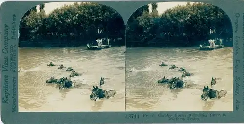 Stereo Foto French Cavalry horses swimming in river, I WK