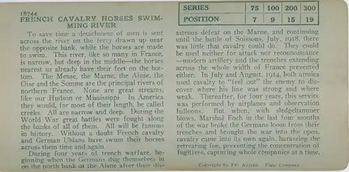 Stereo Foto French Cavalry horses swimming in river, I WK