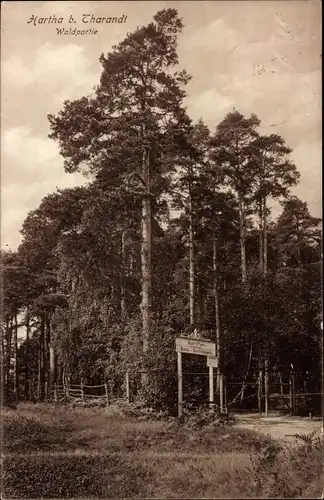 Ak Hartha Hintergersdorf Tharandt im Erzgebirge, Waldpartie