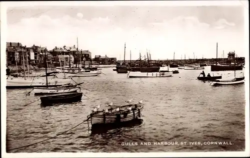 Ak St Ives Cornwall England, Gulls and Harbour