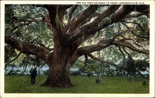 Ak Jacksonville Florida USA, der große Baum auf dem Weg zum Camp
