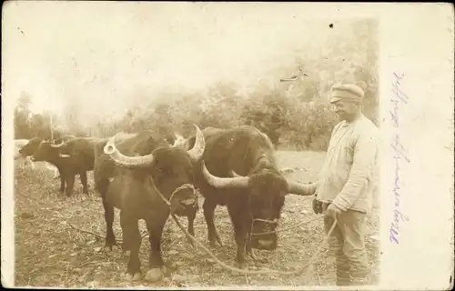 Foto Ak Soldat führt am Seil Rinder, Wiese, I. WK