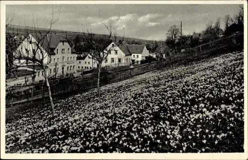 Ak Drebach im Erzgebirge, Teilansicht des Ortes, Gasthof, Frühlingswiese mit Krokussen