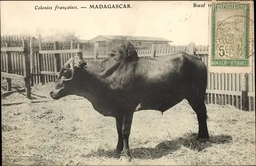 Ak Antananarivo Tananarive Madagaskar, Boeuf, Rind