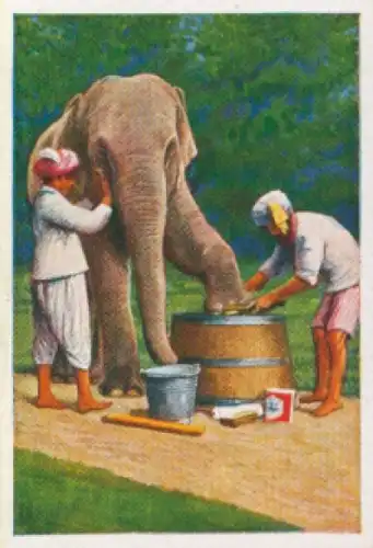 Sammelbild Die bunte Welt Album 1 Bild 41, Der Elefant im Dienste der Menschen, Schönheitspflege