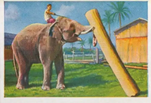 Sammelbild Die bunte Welt Album 1 Bild 40, Der Elefant im Dienste der Menschen, Auf dem Zimmerplatz