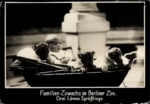 Foto Berlin Tiergarten, Familienzuwachs im Berliner Zoo, Baby und Löwen in einem Kinderwagen