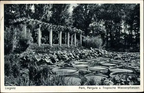 Ak Legnica Liegnitz Schlesien, Park, Pergula, Tropische Wasserpflanzen