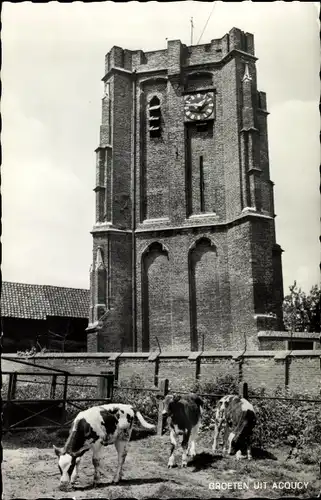 Ak Acquoy Gelderland, Turm, grasende Kühe