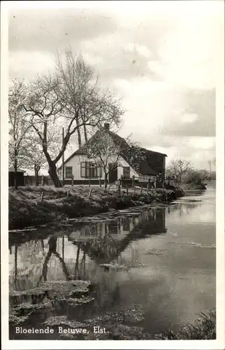 Ak Elst Overbetuwe Gelderland, Bloeiende Betuwe