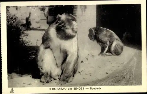 Ak Ruisseau des Singes Algerien, Zwei Affen