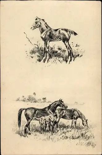Künstler Ak Pferde mit Fohlen auf einer Wiese