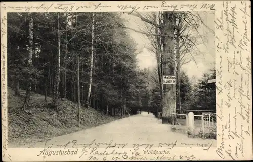 Ak Liegau Augustusbad Radeberg in Sachsen, Waldpartie