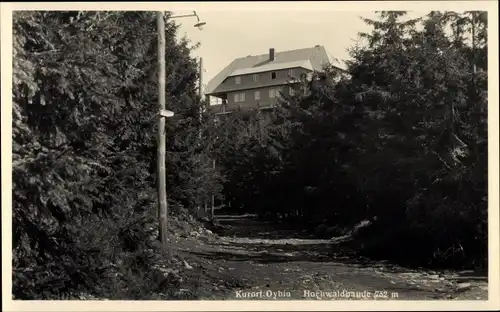 Ak Oybin in Sachsen, Waldpartie mit Blick zur Hochwaldbaude, Besitzer W. Kalauch