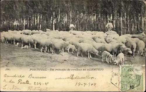 Ak Portugal, Um rebanho de ovelhas no Alemtejo