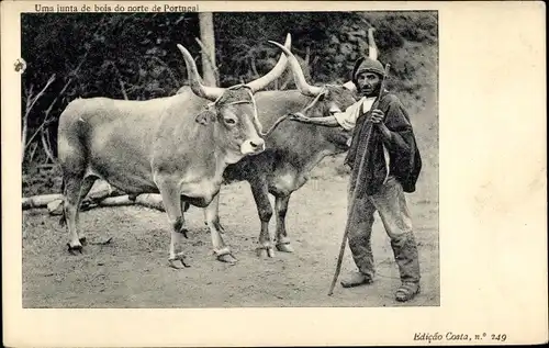 Ak Portugal, Uma junta de bois do norte