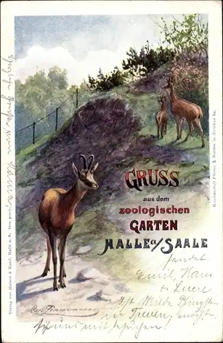 Künstler Ak Zimmermann, Carl, Halle an der Saale, Zoologischer Garten, Gämse