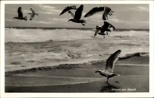 Ak Möwen am Strand