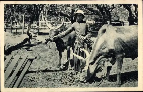 Ak Madagaskar, madagassischer Bruder kümmert sich um Zebus