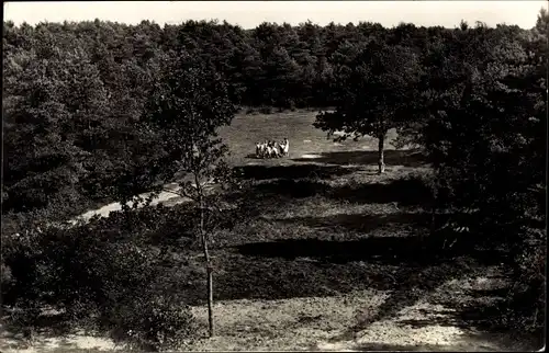 Ak Rolde Drenthe Niederlande, Chr. koloniehuis 't Ruige Veld, Uitzicht over 't bos