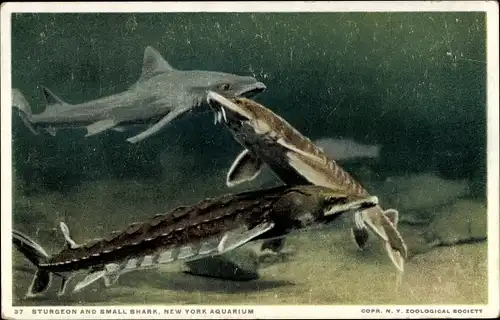 Ak New York City USA, Aquarium, Stör und kleiner Hai, Stör, Hai