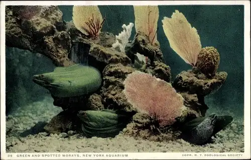Ak New York City USA, grüne und gefleckte Muränen, Aquarium