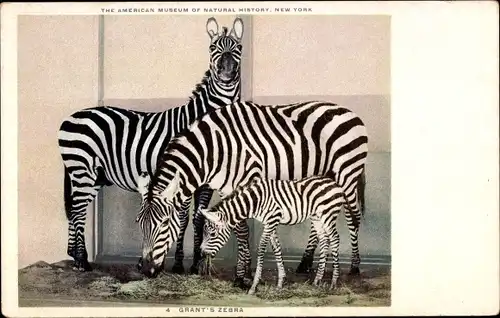 Ak New York USA, American Museum of Natural History, Grants Zebras
