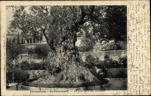 Ak Jerusalem, Israel, Gethsemane - der Übergroße Olivenbaum