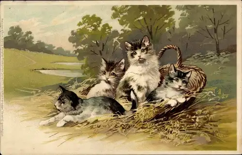 Litho Vier junge Katzen in einem Korb