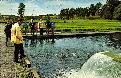 Ak Gulpen Limburg Niederlande, Forellenkwekerij