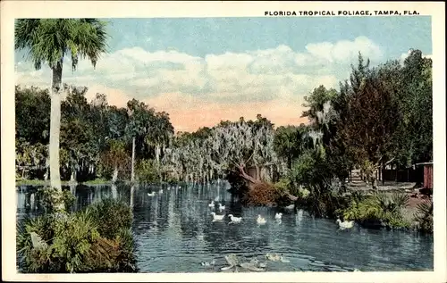 Ak Tampa Florida USA, tropisches Laub