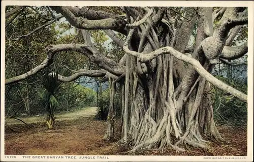 Ak Florida USA, the great banyan tree, Jungle Trail