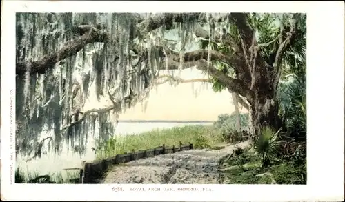 Ak Ormond Florida, Royal Arch Oak