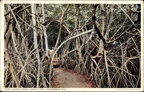 Ak Palm Beach Florida USA, Mango trees, jungle trail