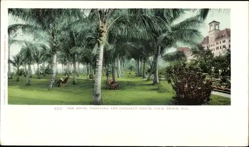 Ak Palm Beach Florida USA, the Royal Poinciana and the cocoanut grove
