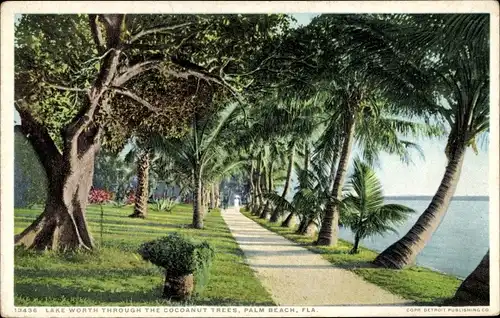 Ak Palm Beach Florida USA, Lake Worth through the cocoanut trees