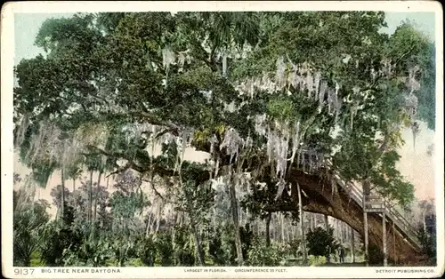 Ak Daytona Beach Florida USA, big tree