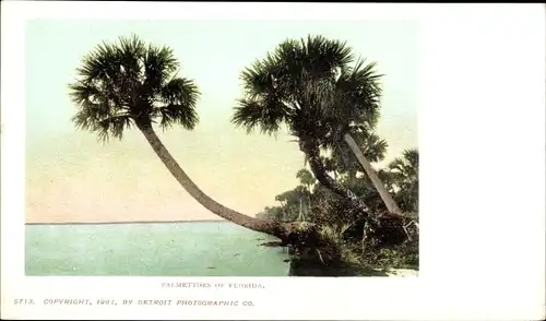 Ak Miami Beach Florida USA, Palmettoes