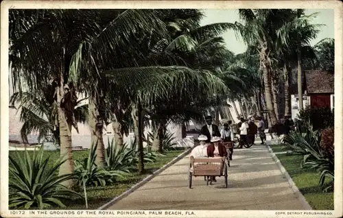 Ak Palm Beach Florida USA, in the grounds of the Royal Poinciana