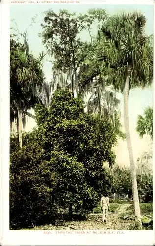 Ak Rockledge Florida USA, tropical trees