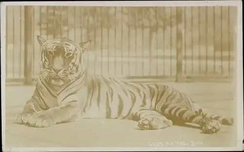 Foto Ak Tiger im Käfig, Raubkatze
