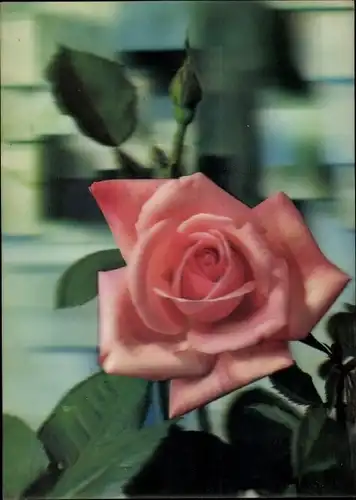 3 D Ak Blume, rosafarbene Rose