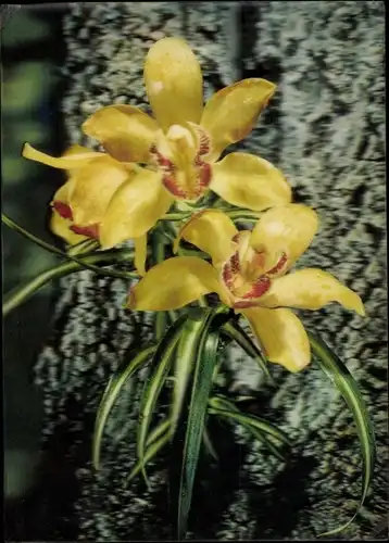 3 D Ak Orchidee, gelbe Blüten