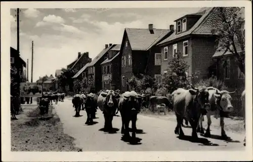 Ak Frauenwald am Rennsteig Ilmenau in Thüringen, Kuhherde