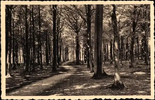 Ak Bon Secours Bonsecours Péruwelz Hennegau, Unterholz
