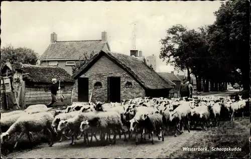 Ak Westerbork Drenthe Niederlande, Schafherde