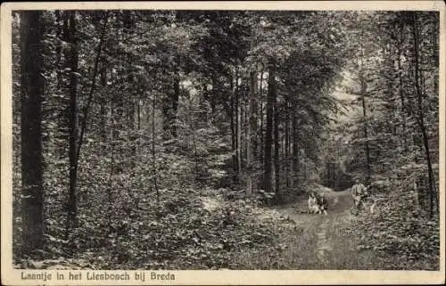 Ak Liesbos Breda Nordbrabant Niederlande, Liesbosch, Laantje