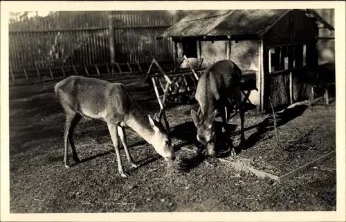 Ak Mönchshof Römhild in Thüringen, Wildgehege