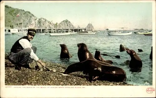 Ak Avalon Santa Catalina Kalifornien USA, Robben Fütterung am Strand